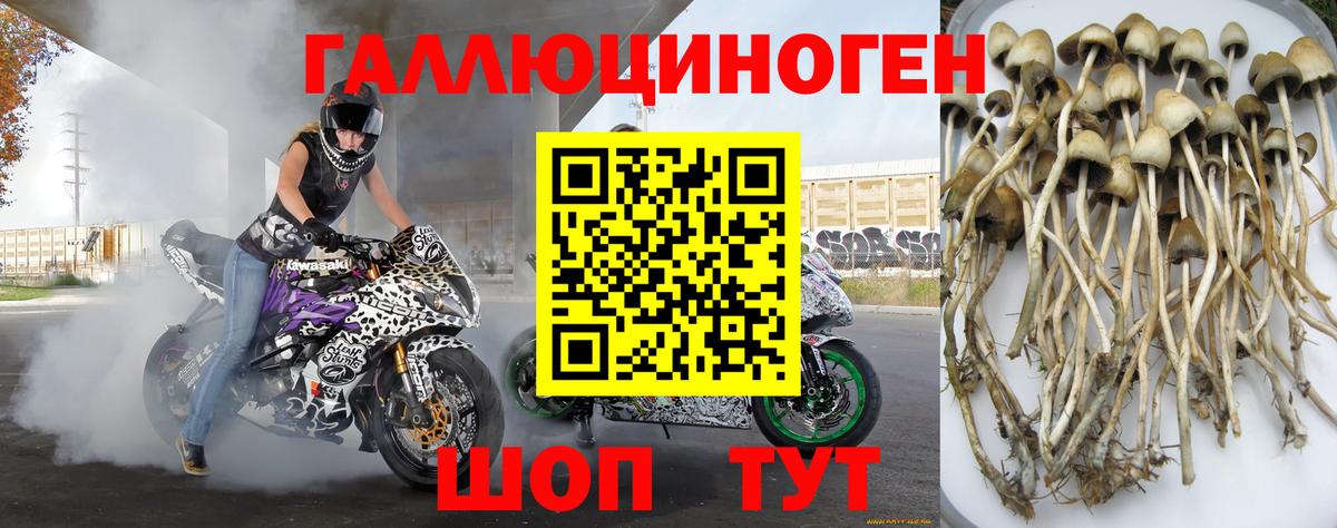 Галлюциногенные грибы Psilocybine cubensis Стерлитамак
